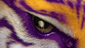 Tiger Eye